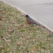 Robin Greer Photo 46