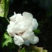 Sharon Whiting Photo 21