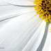Dave Weiss Photo 29