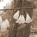 Lisa Downs Photo 24