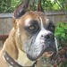 Arthur Boxer Photo 6