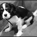Charles Aston Photo 17