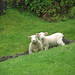 Jonathon Lamb Photo 3