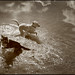 Sandy Storm Photo 18