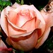 Yvonne Rose Photo 6
