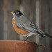 Robin Littleton Photo 7