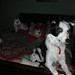 Julius Collie Photo 5