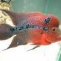 Son Dinh Photo 25