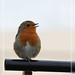Robin Bloom Photo 22