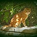 Ginger Short Photo 11