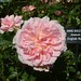 David Rose Photo 15