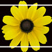 Susan Borders Photo 6