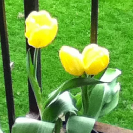 Colleen Harrison Photo 44