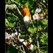 Robin King Photo 52