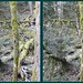 Forest Harrison Photo 5