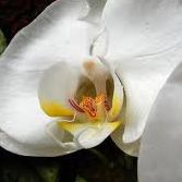 Angelia Johnston Photo 4