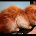 Benjamin Sweet Photo 19