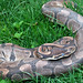 Gerald Thomas Photo 35