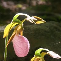 Suzanne Swan Photo 10