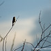 Ed Andrade Photo 12