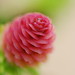 Anna Cone Photo 7