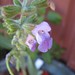 Sue Templeton Photo 28