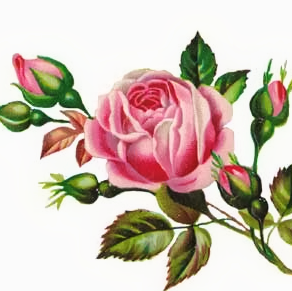 Rose King Photo 13