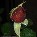 Rogelio Rosas Photo 28