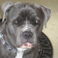 Corliss Austin Photo 7