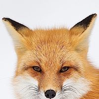 Clay Fox Photo 10