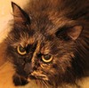 Ching Chang Photo 47