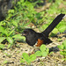Suzanne Bird Photo 16