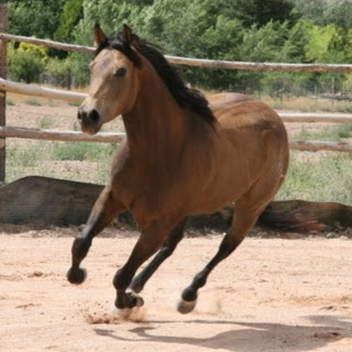 Sandy Caruso Photo 8