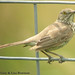 Gary Sage Photo 34
