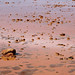 Sandy Tobin Photo 16
