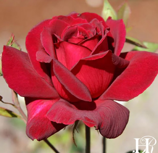 Vandana Jain Photo 30