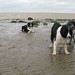 Monty Henry Photo 13