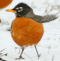 Robin Johnston Photo 8