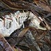 Dennis Bone Photo 9