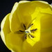 Vicki Pettit Photo 16