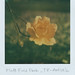 Rose Platt Photo 14