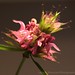 Laura Broussard Photo 29