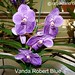Robert Blue Photo 20