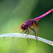 Violet Reed Photo 5