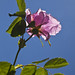 Rosa Woods Photo 10