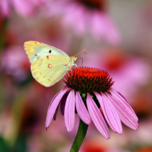 Cindy Cole Photo 33