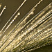 Dawn Horton Photo 22