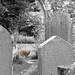 Ginger Graves Photo 19