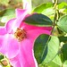 Betty Rose Photo 12