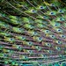 Douglas Peacock Photo 9